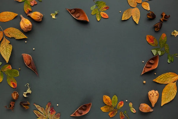乾燥した葉 暗い背景に木や果実の樹皮を持つ秋の冬の組成物 植物のフレーム コピースペース — ストック写真