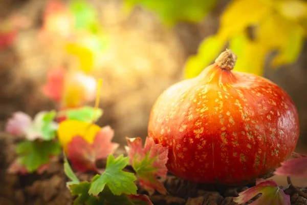 Bodegón Otoño Con Calabaza Calabaza Naranja Sobre Fondo Naturaleza Otoñal —  Fotos de Stock