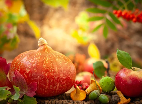 Herbststilleben Mit Kürbis Äpfeln Pilzen Über Herbstlichem Naturhintergrund — Stockfoto