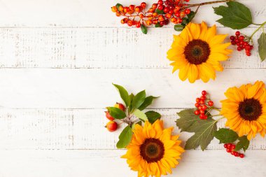 Ayçiçekleri, yapraklar ve böğürtlenler beyaz ahşap masada sonbahar kompozisyonu. Düz konum, kopyalama alanı. Sonbahar hasadı ya da Şükran Günü kavramı.