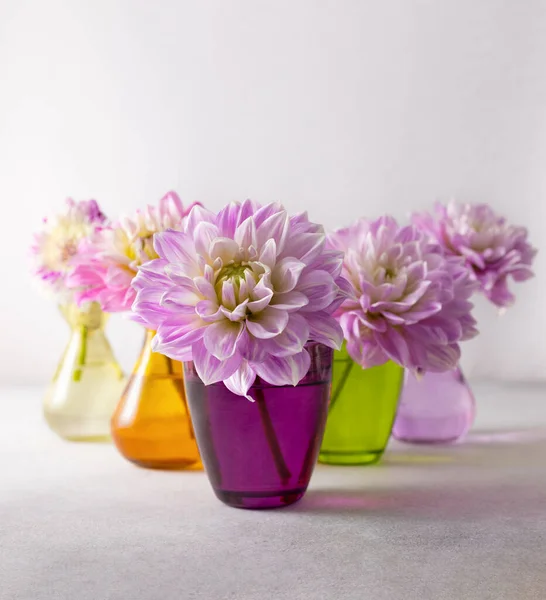 秋はまだテーブルの上に多色の花瓶にピンクのダリアで生活します 秋の花の家の装飾 — ストック写真