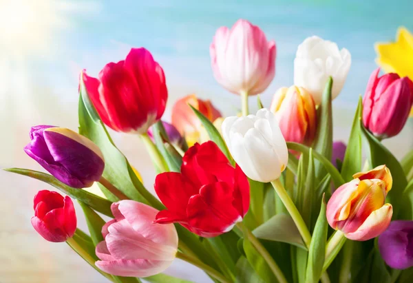 Colorful tulips flowers — Stock Photo, Image