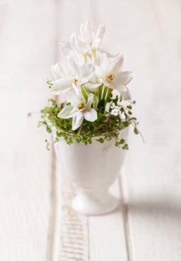 Eggcup bahar çiçekleri