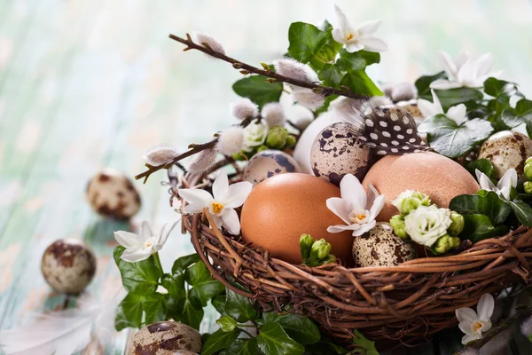 Eier im Nest — Stockfoto