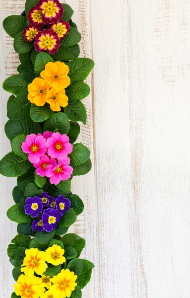 Flores de primula coloridas en macetas — Foto de Stock