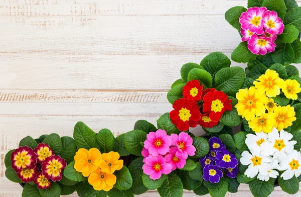 Färgstark primula blommor i krukor — Stockfoto