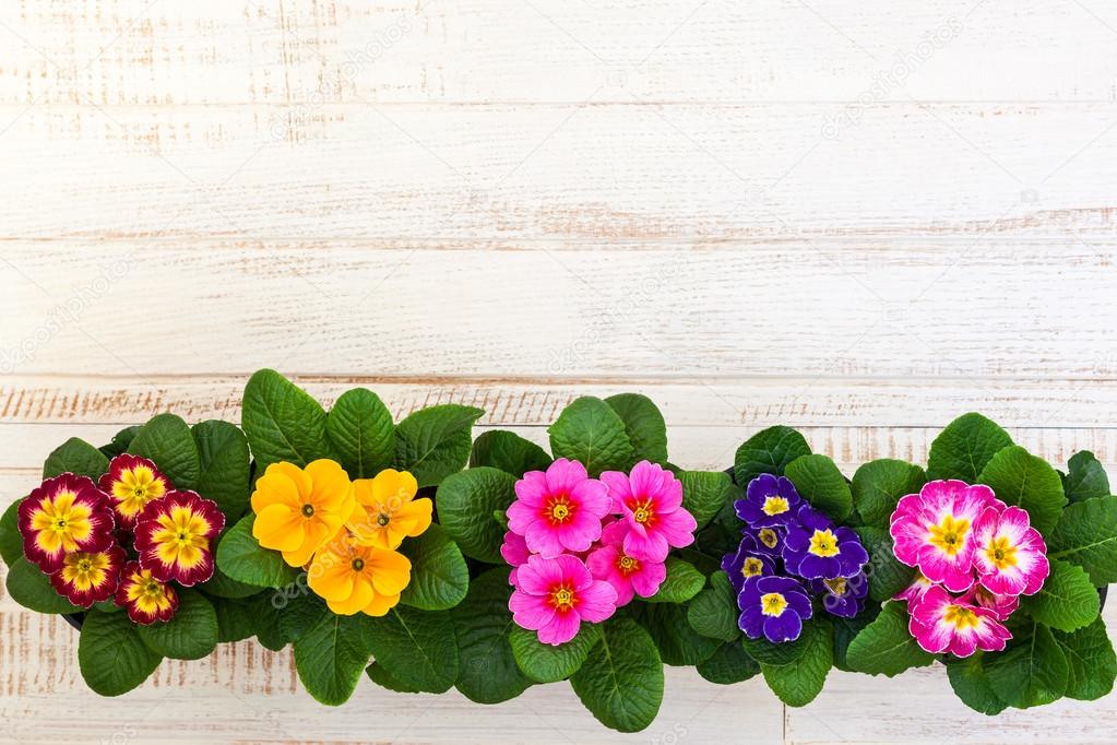 Colorful primula flowers in pots