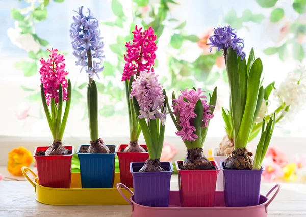 Multicolored hyacinths in pots — Stock Photo, Image