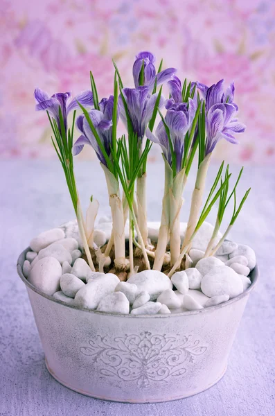 Crocus flowers in pot — Stock Photo, Image