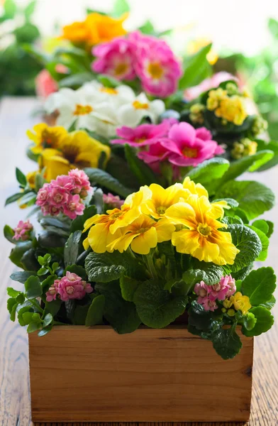 Primula in flower box — Stock Photo, Image