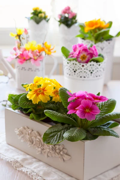 Primula virágok cserépben — Stock Fotó