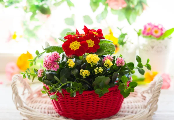 Flores de primavera en cesta —  Fotos de Stock