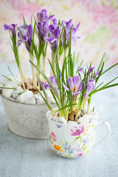 紫色のクロッカスの花 — ストック写真