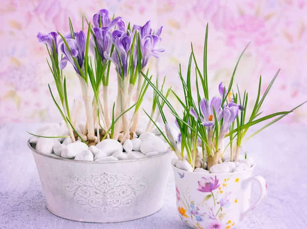 Purple crocus flowers — Stock Photo, Image
