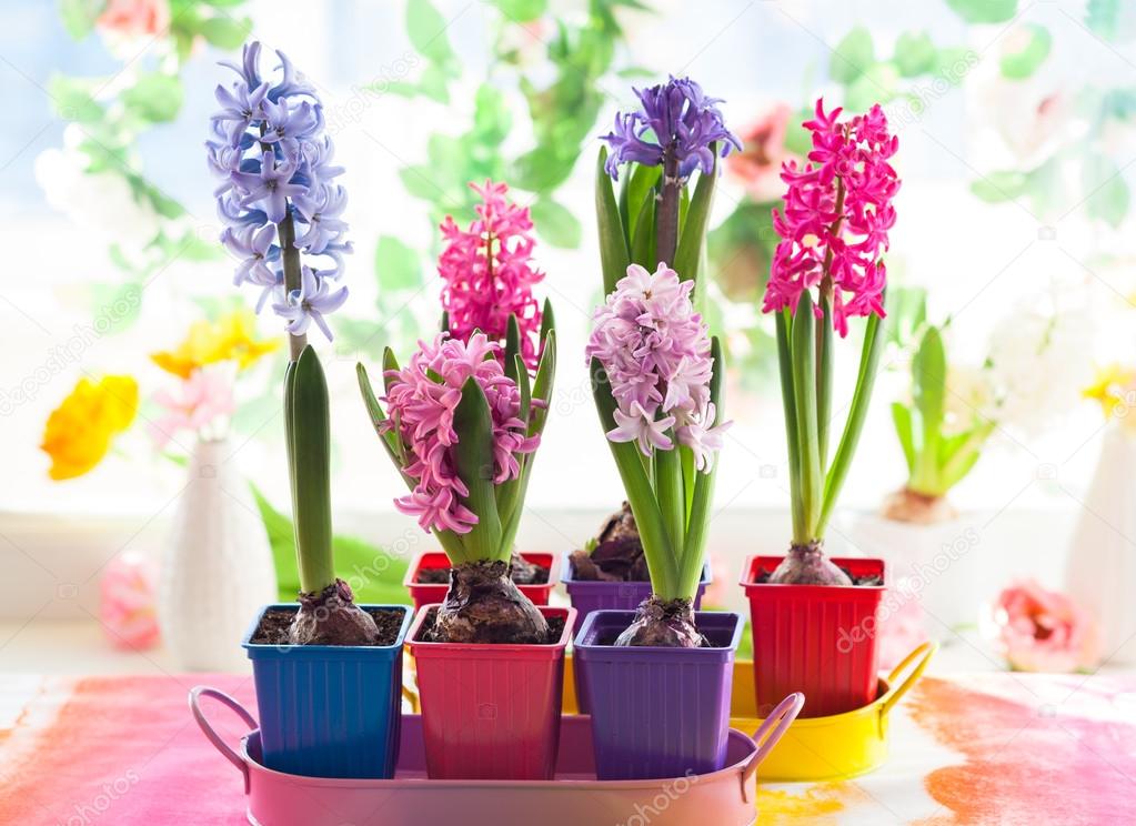 Multicolored hyacinths in pots