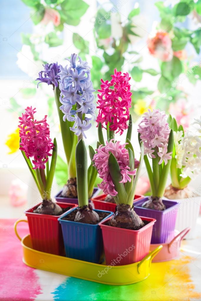 Multicolored hyacinths in pots