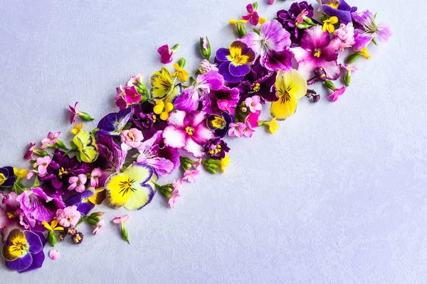 Fleurs multicolores fraîches — Photo