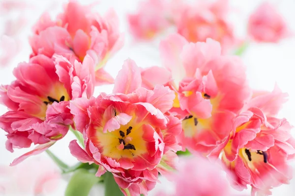 Roze dubbele peony tulpen — Stockfoto