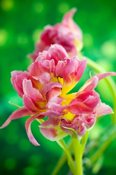 Pink double peony tulips — Stock Photo, Image