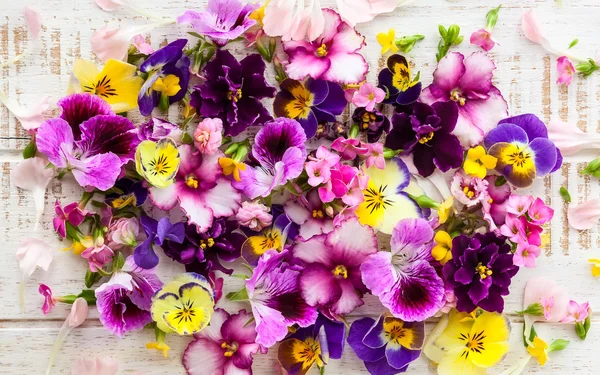 Νωπά και πολύχρωμα λουλούδια — Φωτογραφία Αρχείου