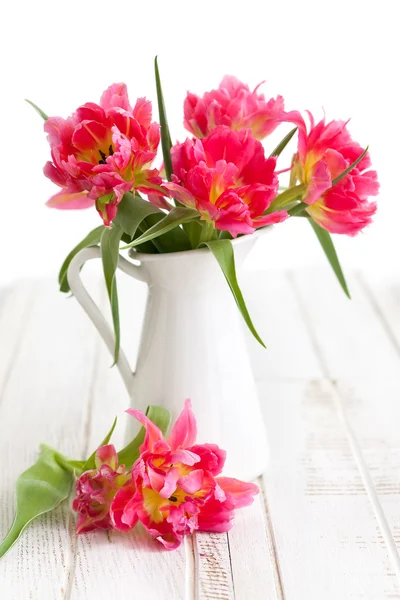 Tulip rózsaszín dupla bazsarózsa — Stock Fotó