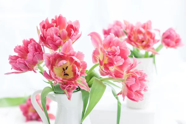 Różowy podwójne piwonia tulipany — Zdjęcie stockowe