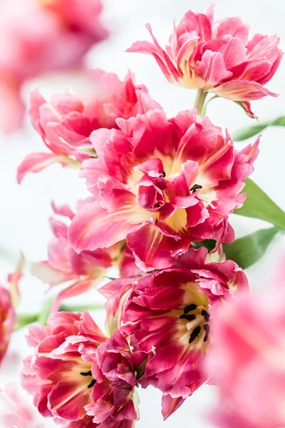 Tulipes roses à double pivoine — Photo