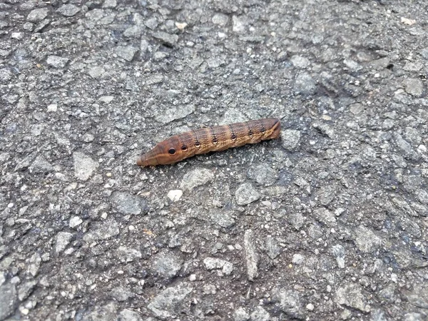 Insecto oruga marrón con círculos en asfalto — Foto de Stock