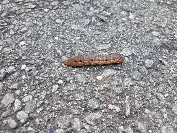 Insecto oruga marrón con círculos en asfalto — Foto de Stock