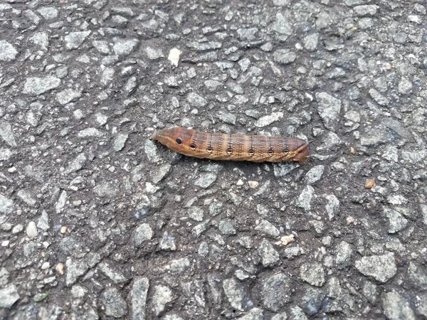 Inseto lagarta marrom com círculos no asfalto — Fotografia de Stock