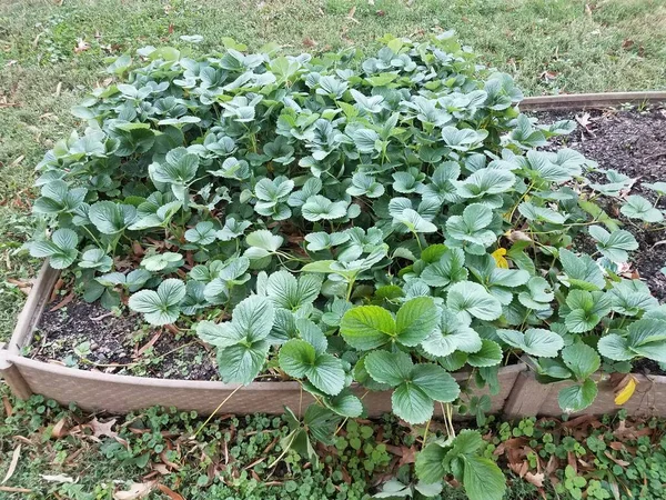 Epernövények zöld levelekkel egy kis kertben — Stock Fotó