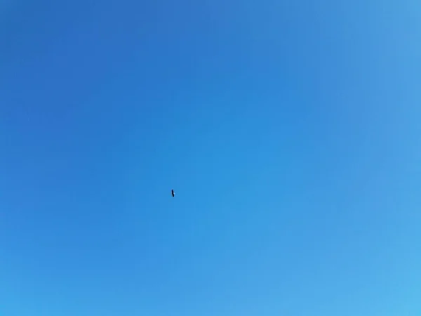 Лысый орлан летит в голубом небе — стоковое фото