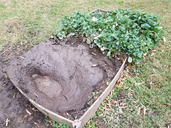Hueco de barro húmedo en el jardín con plantas de fresa — Foto de Stock