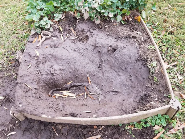 Natte modderpoel in tuin met aardbeiplanten — Stockfoto