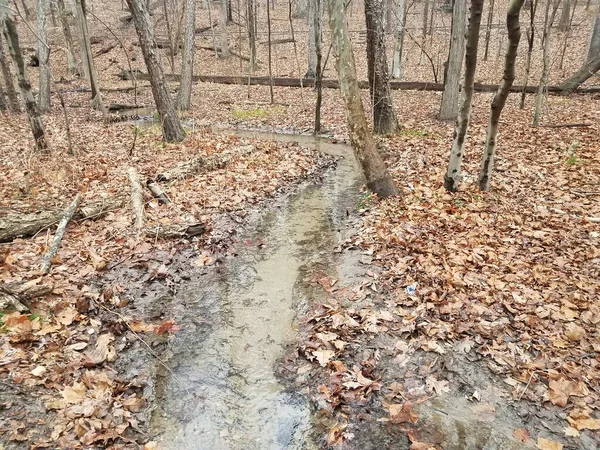 Eau Dans Ruisseau Ruisseau Avec Des Feuilles Tombées Dans Forêt — Photo