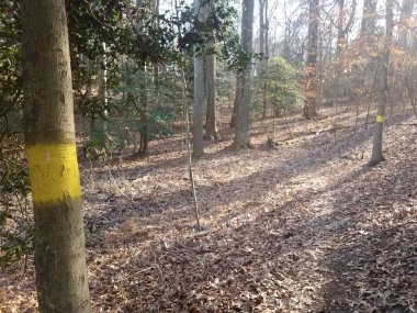 Ağaçların gövdesinde orman ya da ormanda sarı boya izleri var.