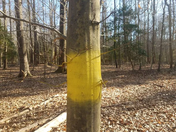 Tronco Árvore Com Marcação Tinta Amarela Floresta Floresta — Fotografia de Stock