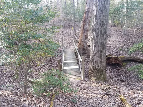 Köprü Dere Ormandaki Ormandaki Ağaçlı Dere — Stok fotoğraf
