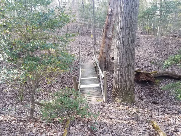 Ponte Ruscello Ruscello Nella Foresta Bosco Con Alberi — Foto Stock