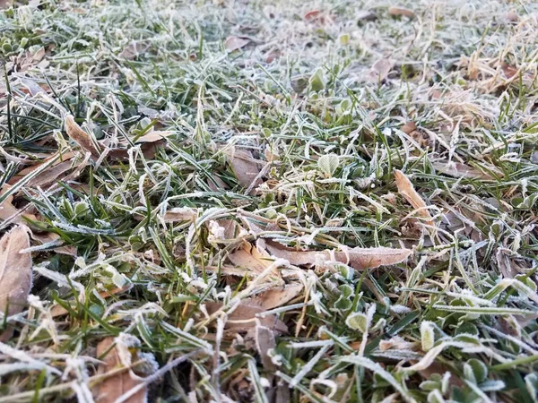 Мороз Лед Открытом Воздухе Траве Газоне Дворе — стоковое фото