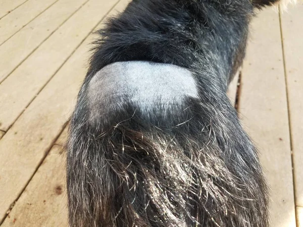 Black White Dog Puppy Shaved Hair Fur — Stock Photo, Image
