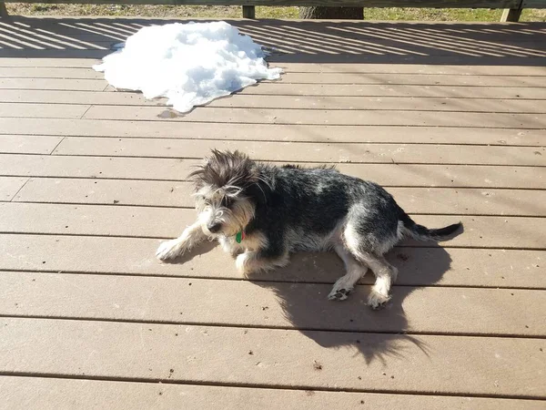 Cane Cucciolo Bianco Nero Sul Ponte Con Cumulo Neve — Foto Stock