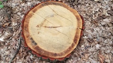 Ağaç kütüğünü kes ya da kahverengi yapraklı kütük