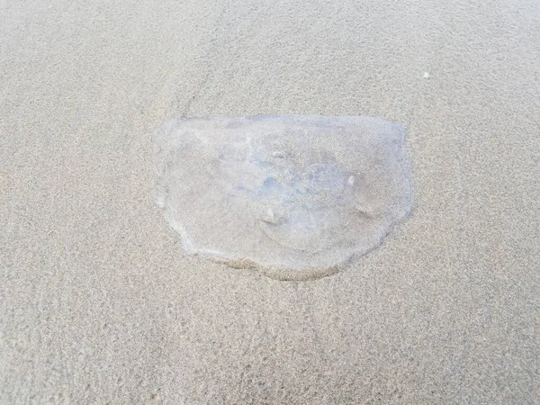 Dead jellyfish washed up on sand at coast or beach — Stock Photo, Image