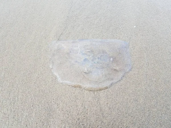 Dead jellyfish washed up on sand at coast or beach — Stock Photo, Image