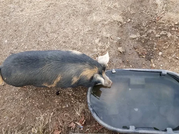 Schwarzes Schwein trinkt aus Wasserbehälter oder Trog mit Schlamm — Stockfoto