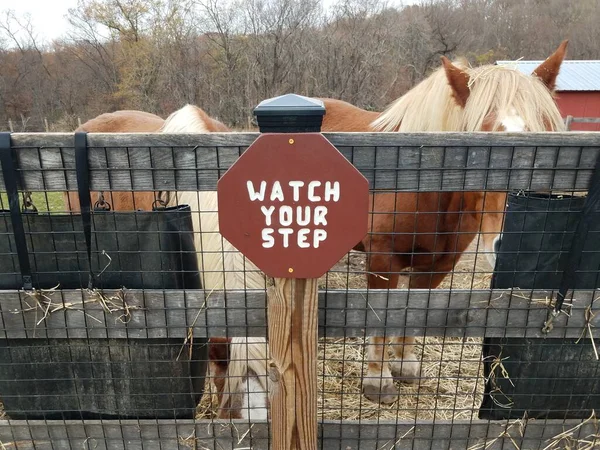 Коричневые лошади с смотреть ваш знак шаг на ферме — стоковое фото