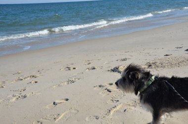 Siyah beyaz köpek ya da kumsalda köpek yavrusu