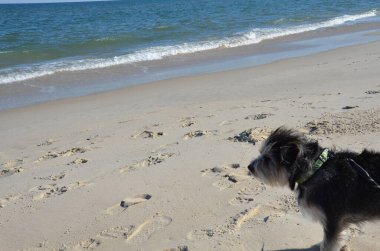 Siyah beyaz köpek ya da kumsalda köpek yavrusu