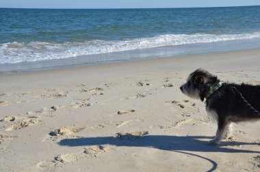 Siyah beyaz köpek ya da kumsalda köpek yavrusu